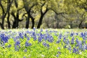 Cánh đồng hoa mũ len Texas